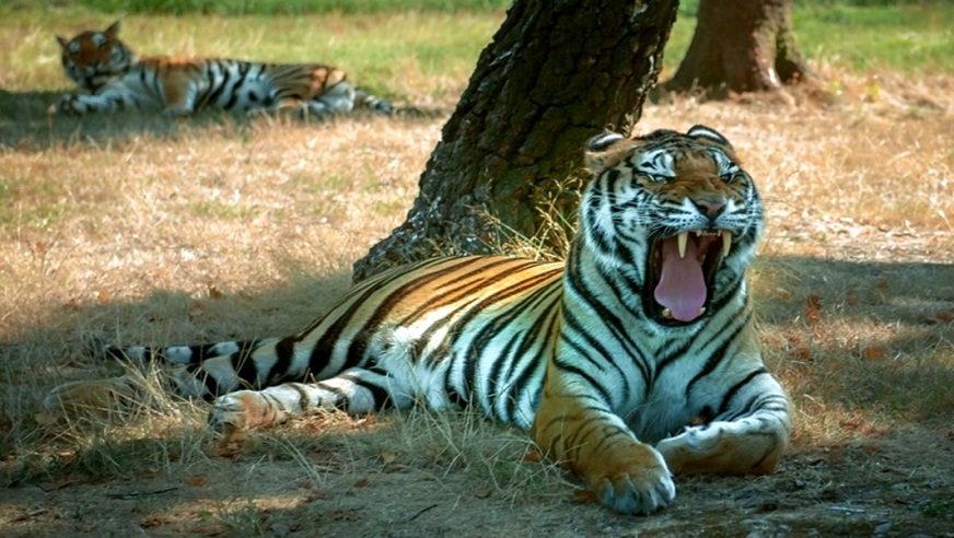 Ranthambore Weekend Tour